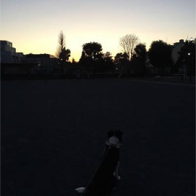 愛犬と夕陽