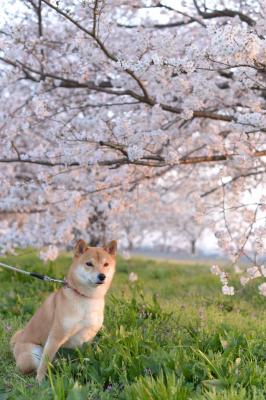 桜と夕焼けと芝犬