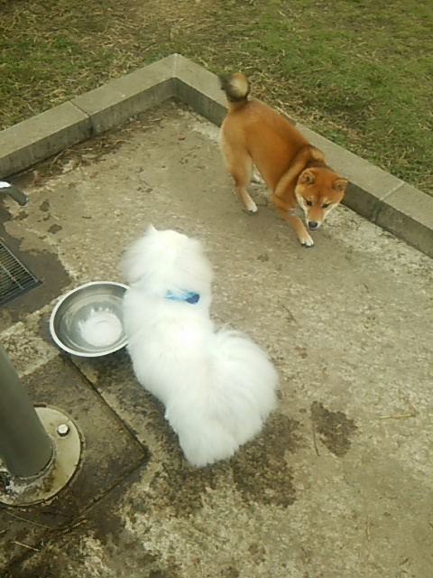 愛犬のことが気になる柴犬のはなちゃん可愛い♪