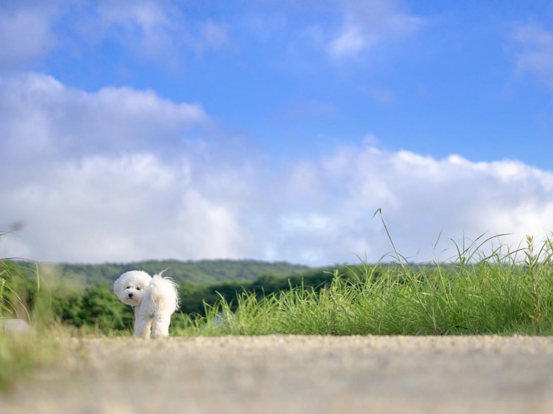 平成最後の夏