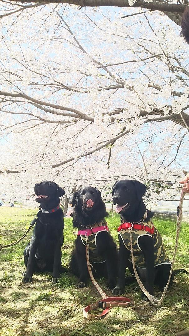 今年は賑やかなお花見