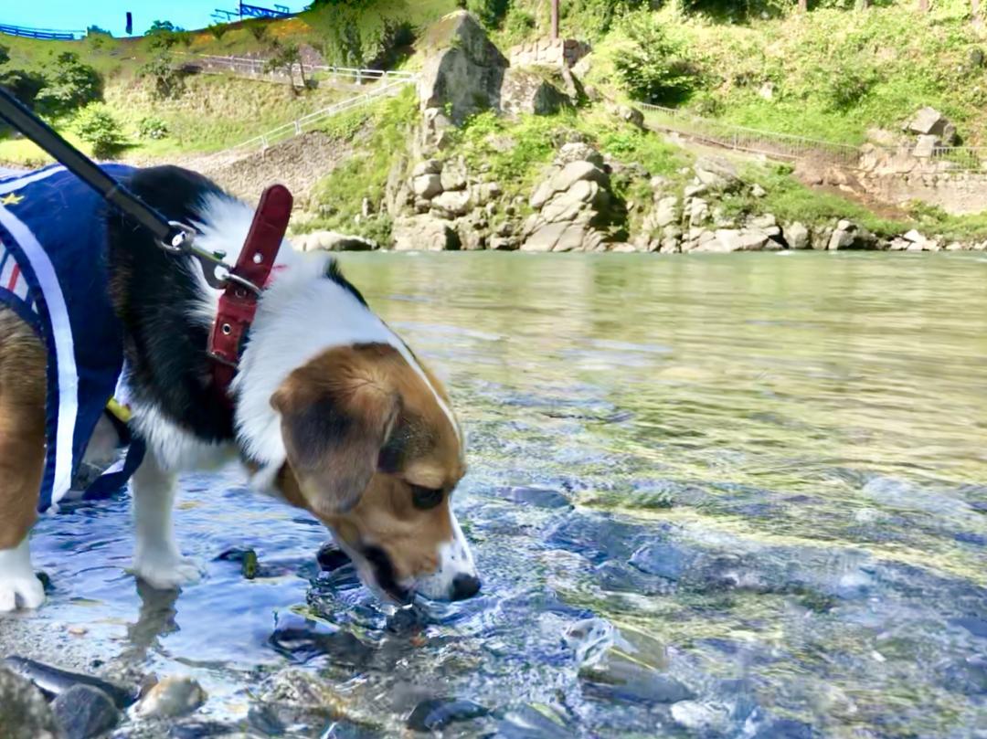 天竜川の水は美味い