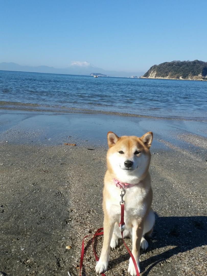 富士山と青い海