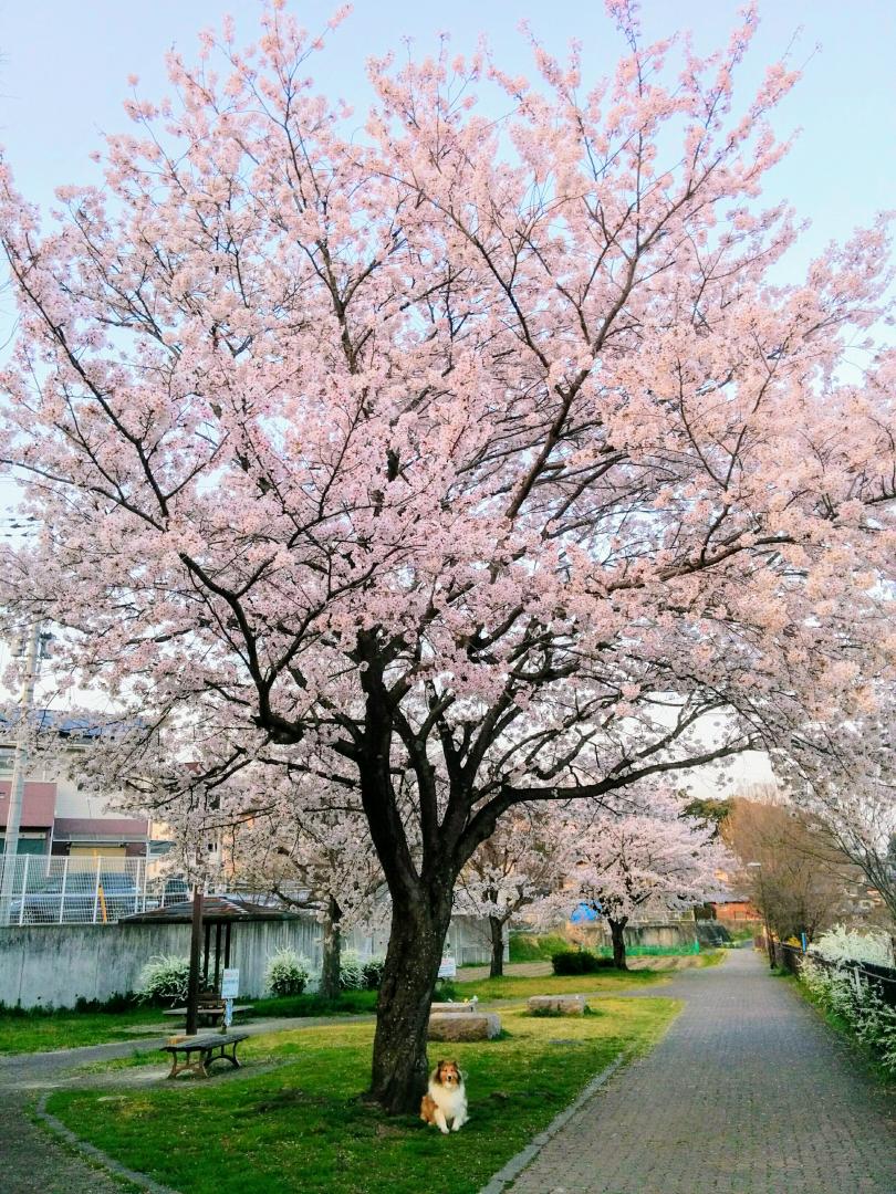 大きな桜の木の下で