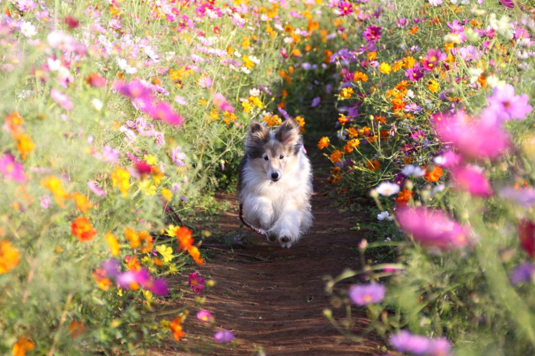 コスモスのトンネル