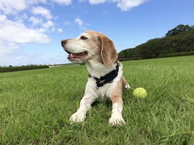 夏から秋へ爽やかな日