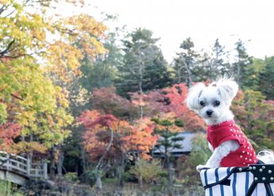 紅葉が綺麗だなぁ