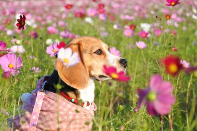 もみじと秋桜