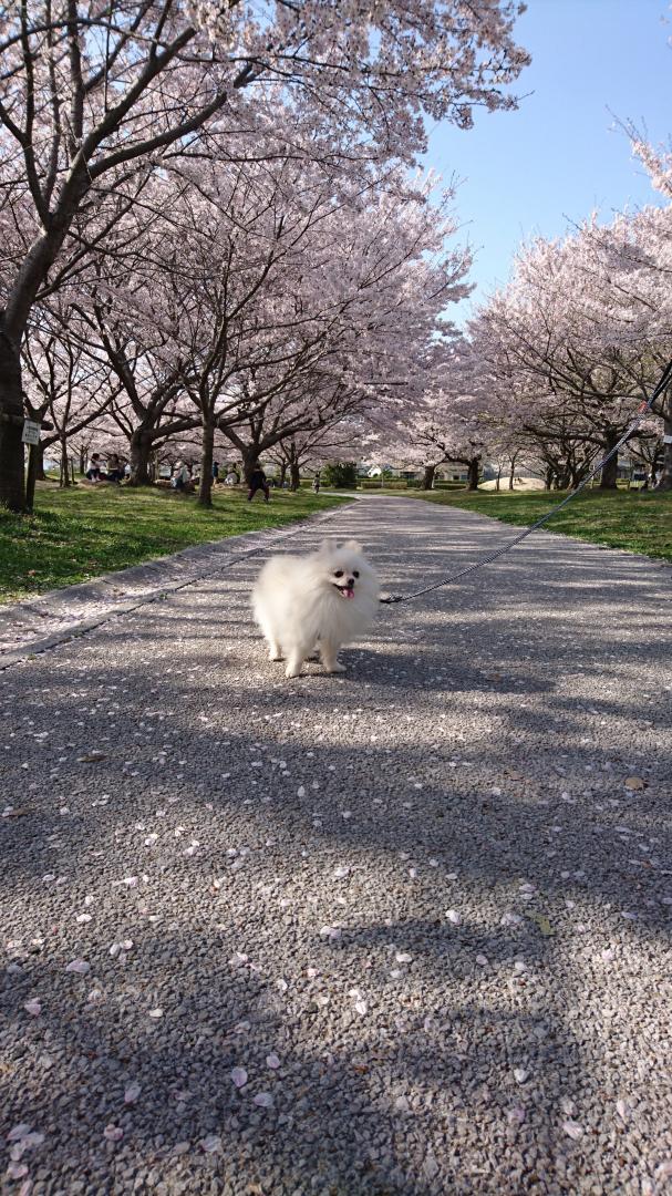 桜とココちゃん