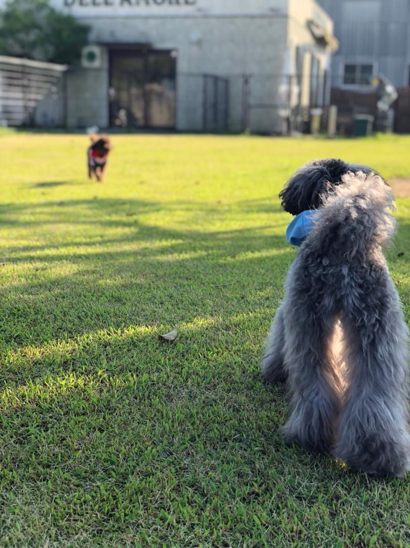 待ち犬来たる！