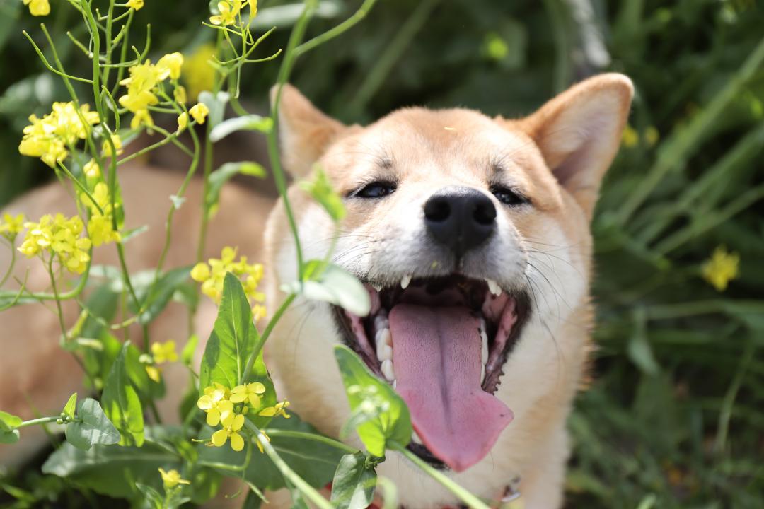 香りに誘われて