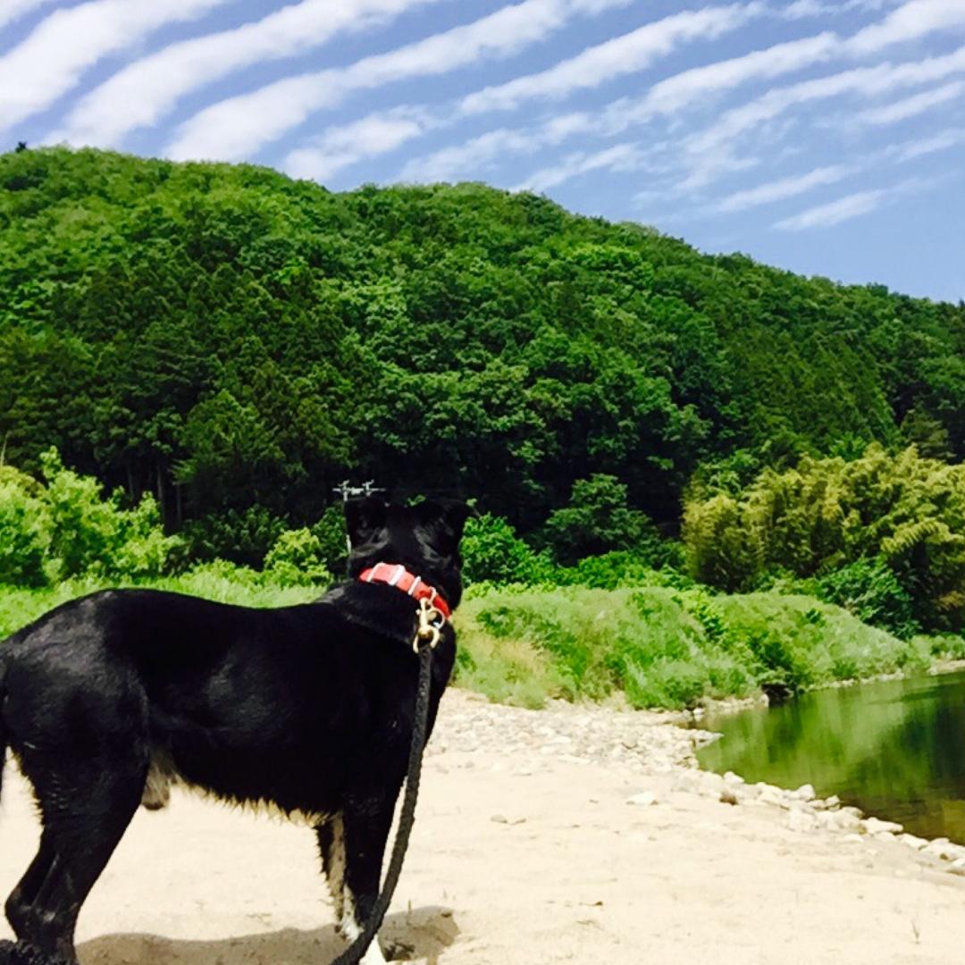 愛犬と空