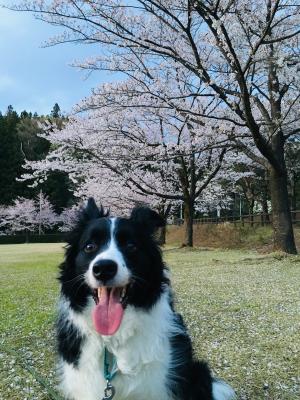 桜の中で