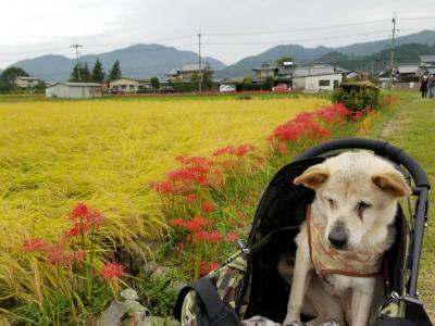 秋が来たね