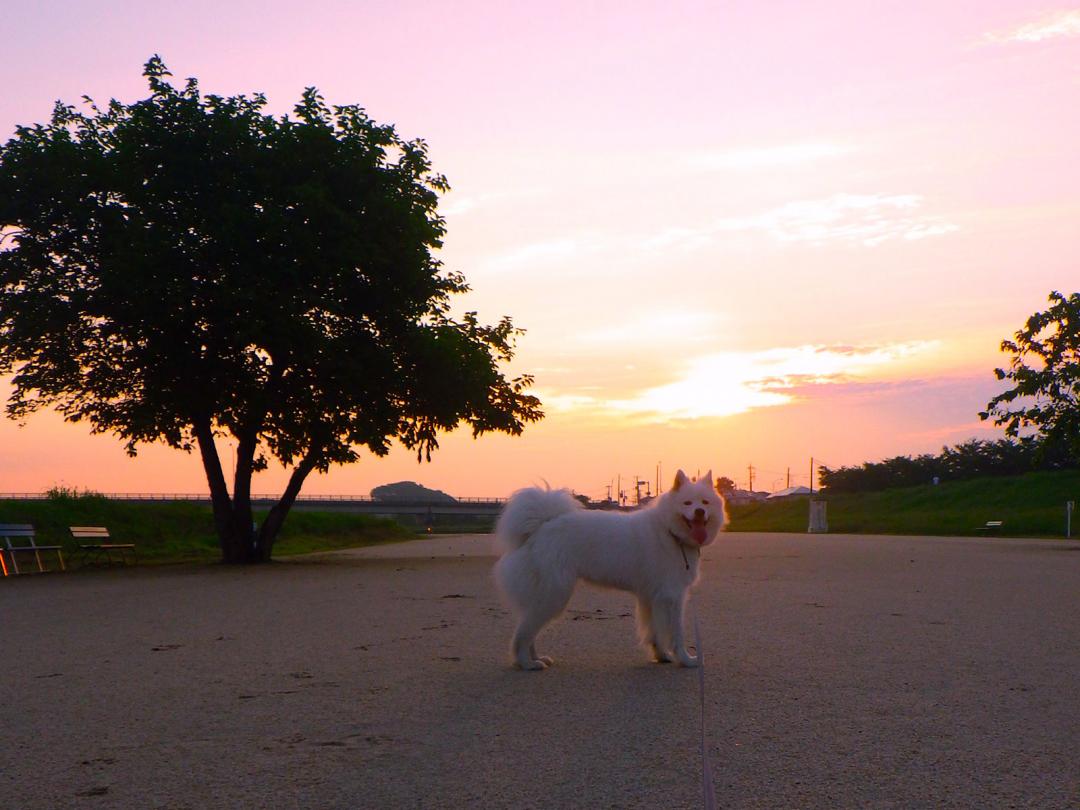 愛犬も風景の一部に