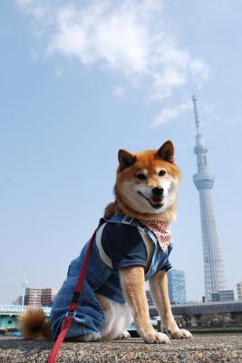 スカイツリーと柴犬さん