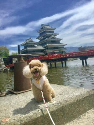 犬と城