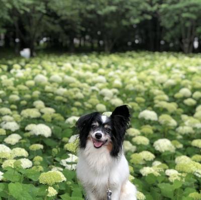 紫陽花の海