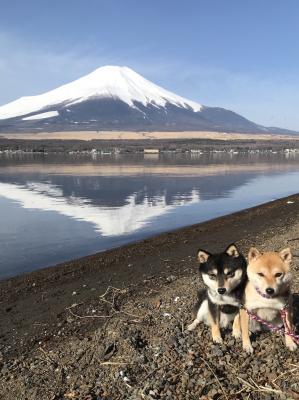 富士山と日本犬