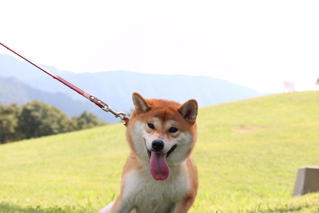 芝の上にも柴犬