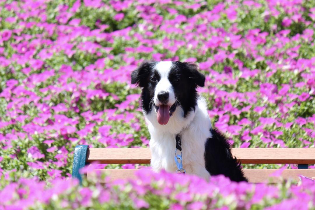 お花に囲まれて