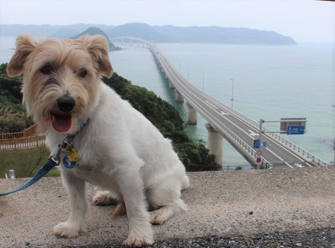 ニコと角島大橋