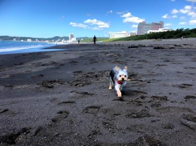 海