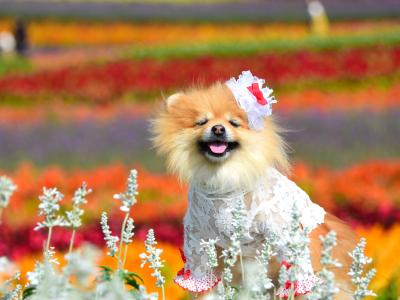 幸せが住む虹色のお花畑