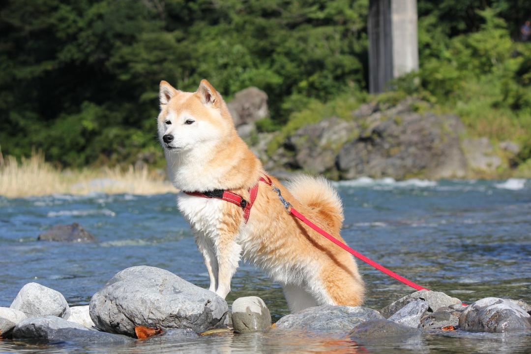 柴犬と川遊び