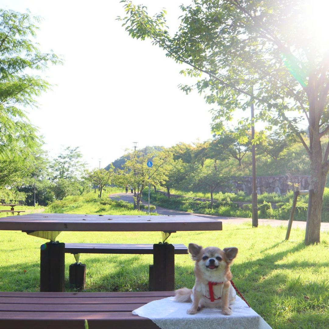 お散歩の途中で一休み