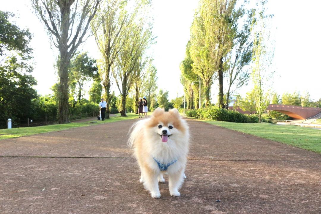 愛犬が小さくみえる