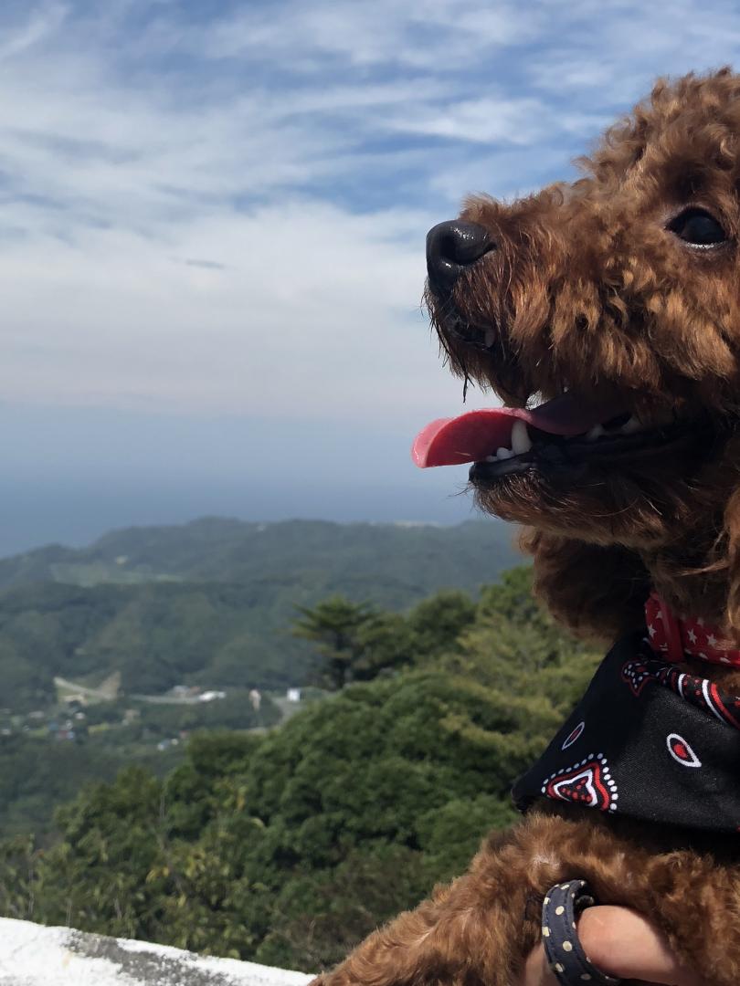 初めてまして鋸山