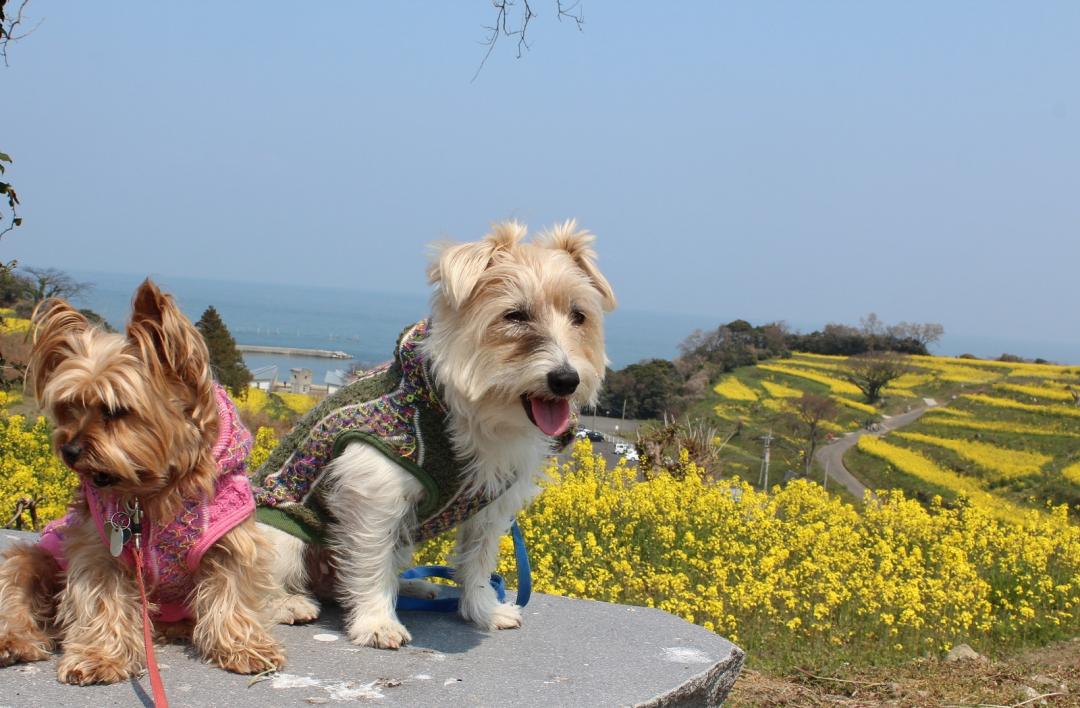 青い海と空と菜の花畑