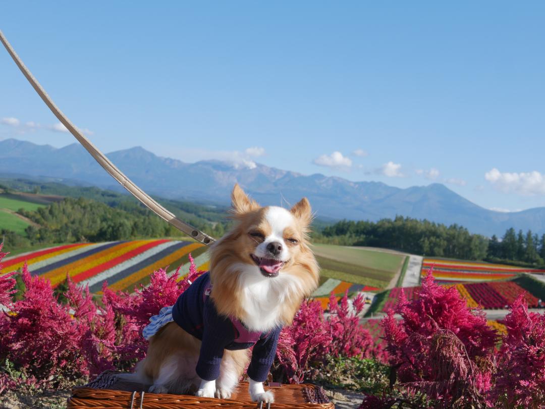 青空とお花と愛犬