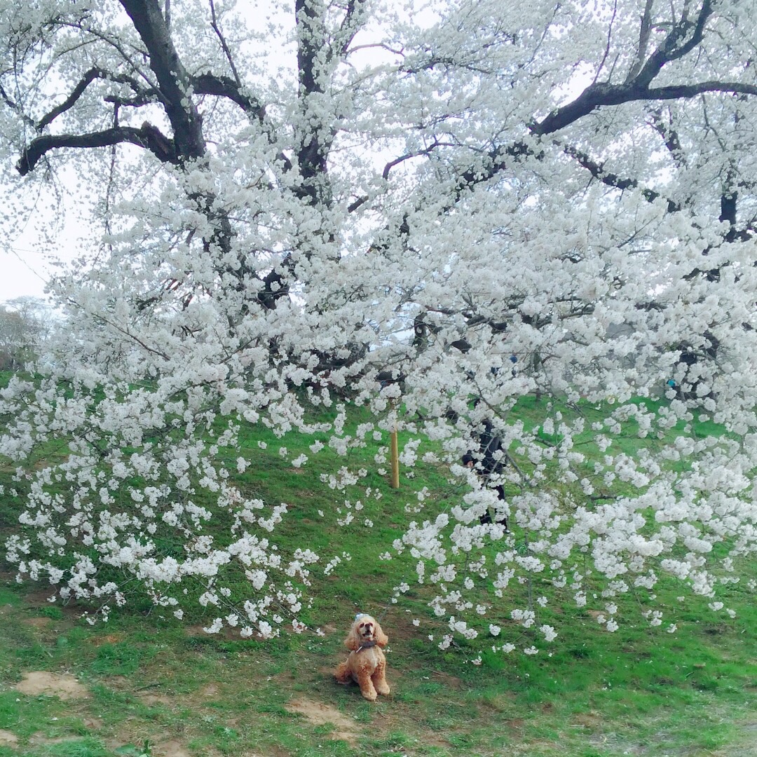 桜の木独り占め
