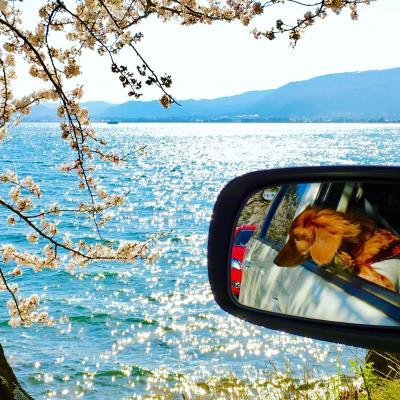桜ドライブ