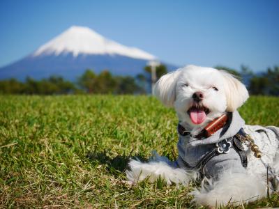 富士山と♪