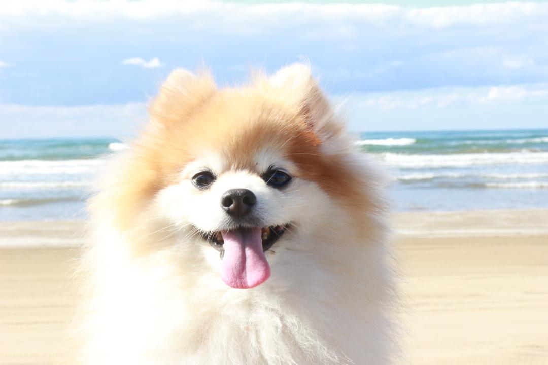 千里浜なぎさドライブウェイ
