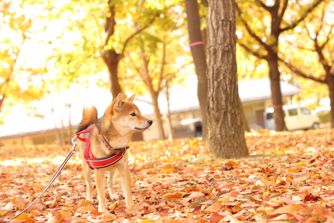 紅葉の公園