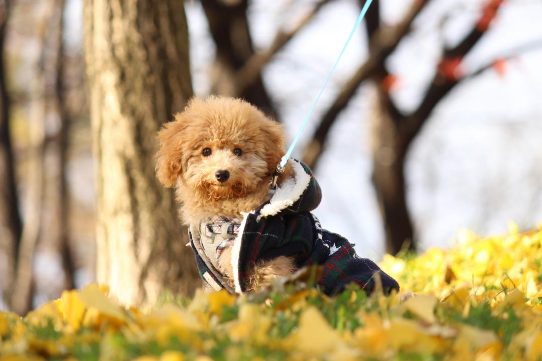 黄葉と愛犬