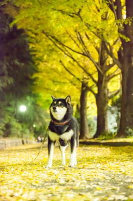 紅葉はいつまでなんだろう