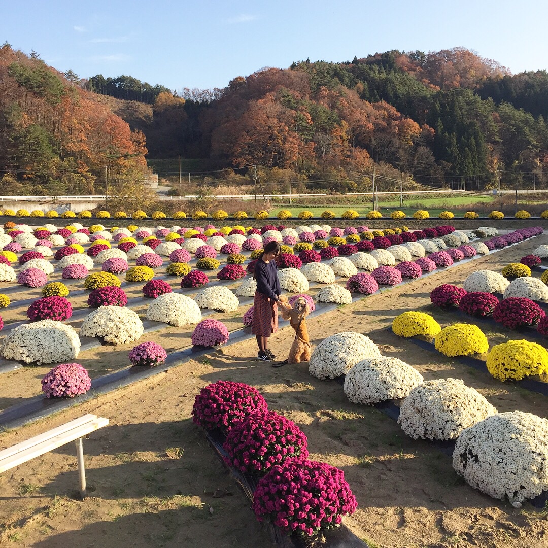 菊の里ときわ