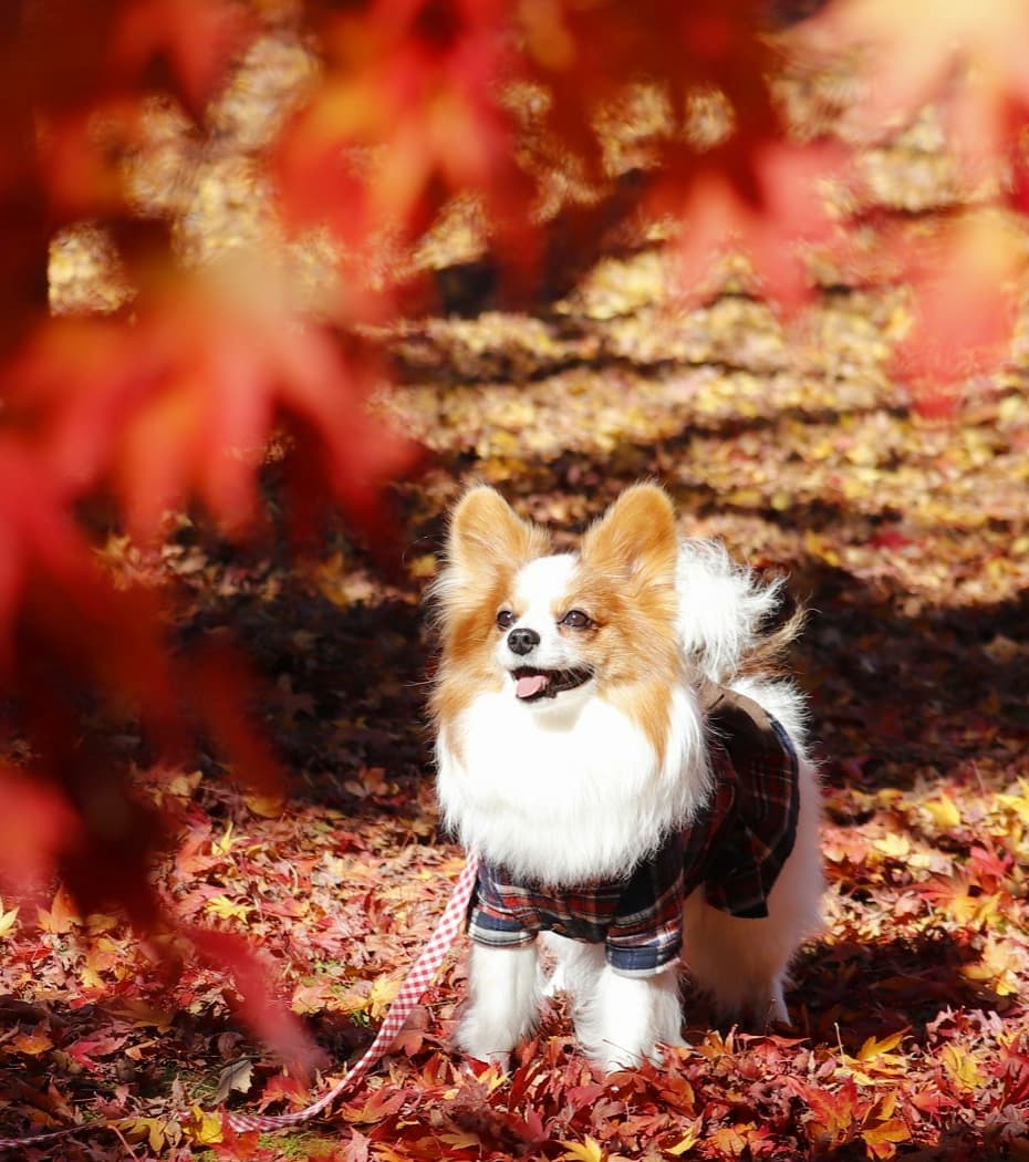 紅葉にうっとり