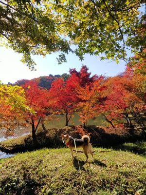 日本犬と紅葉