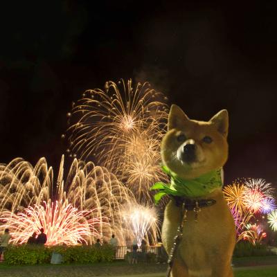 Ikko さんの投稿写真 1 犬 愛犬フォトコンテスト イヌトミィ