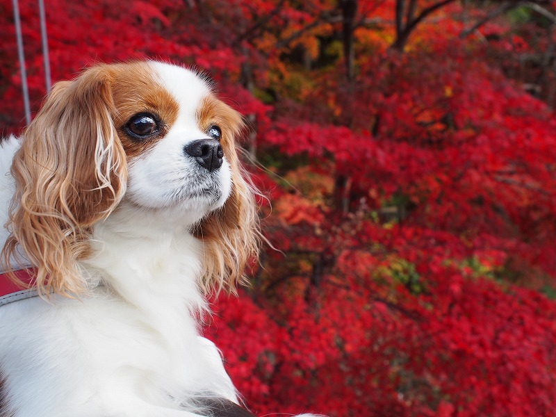 紅葉小町