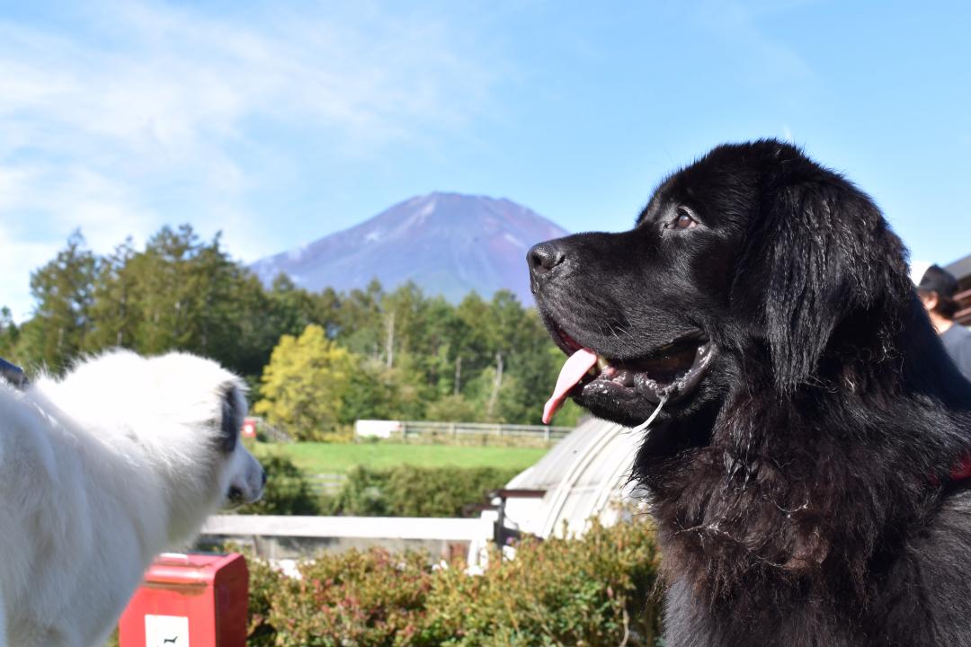 富士山食べちゃうぞ！