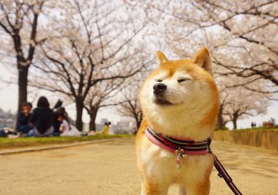 お花見