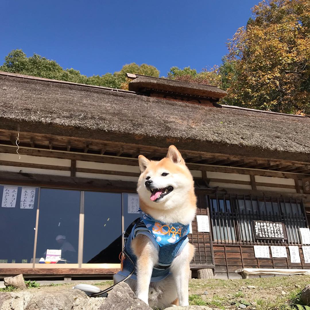 柴犬と古民家