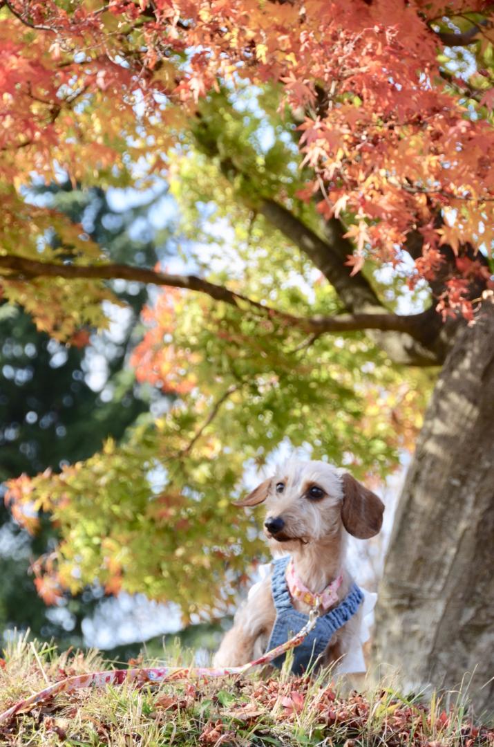 紅葉のグラデーション